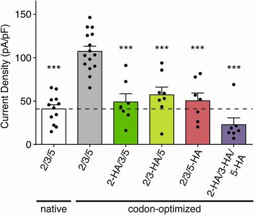 Figure 5. Effect of the HA-tag on HyNaC current density. Current densities of native HyNaC2/3/5 (white bar), codon-optimized HyNaC2/3/5 (gray bar) and codon-optimized HyNaC2/3/5 with one or more subunits carrying an HA-tag (green, yellow, pink and purple bars). Error bars represent S.E.M; n = 7 to 15; *** p < 0.0001 (one-way ANOVA)