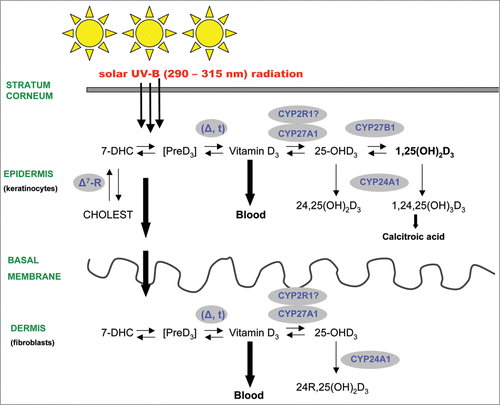 Figure 1 Schematic illustration of the cutaneous vitamin D endocrine system in human skin. Please note that the skin represents an unique tissue in the human body’s vitamin D endocrine system, producing various vitamin D metabolites for endocrine, paracrine and autocrine signalling pathways. Importantly, vitamin D is photosynthesized in the skin (epidermis and dermis) by solar or artificial UV-B-radiation (before it is transferred to the blood for endocrine signalling to cover the body’s needs in vitamin D), and biologically active 1,25-dihydroxyvitamin D3 is synthesized in many skin cells, where it acts locally and regulates a broad variety of independent cellular functions via autocrine/paracrine pathways.