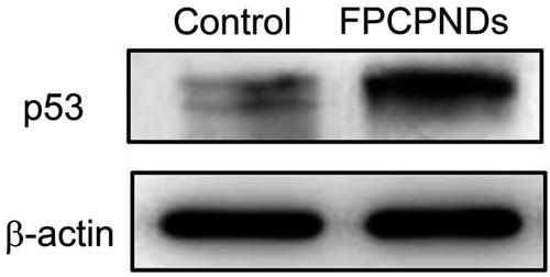 Figure S4 The p53 protein expression level of FPCPNDs was examined by Western blotting on 4T1 cells. Cells treated with PBS were set as control.Abbreviations: FPCPNDs, FA-PEG-CCTS/PEI/NLS/pDNA; PND, PEI/NLS/pDNA; PCPNDs, PEG-CCTS/PEI/NLS/pDNA; FA, folate acid; PEG, polyethylene glycol; CCTS, carboxylated chitosan; PEI, polyethyleneimine.