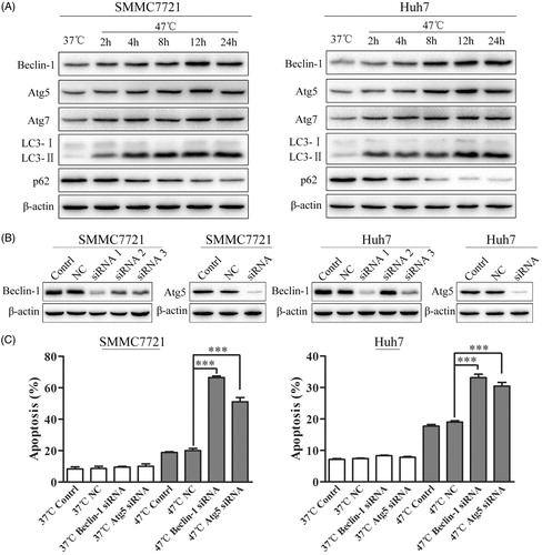 Figure 4. Inhibition of autophagy by Beclin-1 or Atg5 siRNA enhances heat-induced apoptosis in HCC cells. (A) SMMC7721 and Huh7 cells were exposed to 47 °C for 30 min followed by culture at 37 °C for the indicated time. The expression levels of Beclin-1, Atg5, Atg7, LC3-II and p62 were analyzed by western blot. (B) The efficacy of siRNA targeting Beclin-1 and Atg5 was measured by western blot. SMMC7721 and Huh7 cells were transfected with NC siRNA, Beclin-1 siRNA, or Atg5 siRNA for 48 h and then exposed to heat treatment, followed by recovery for 24 h. (C) SMMC7721 and Huh7 cells treated as in (B) were stained with 5 μL of FITC-Annexin V and 1 μL of 100 μg/mL PI working solution for 15 min in the dark. Apoptotic cells were analyzed by flow cytometry within 1 h. Each experiment was repeated three times and representative images are shown. Error bars represent the SEM. ***p < .001.