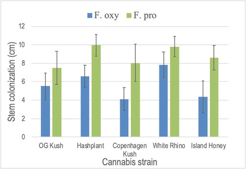 Fig. 8 Pathogenicity testing and response of five cannabis strains to inoculation with Fusarium oxysporum and F. proliferatum in a test-tube assay. The extent of stem colonization was measured after 7 and 10 days. Data shown are for 10 days and are means of four replicates ± standard errors. The experiment was conducted twice. Strains tested in each test-tube were: ‘OG Kush’, ‘Hash Plant’, ‘Copenhagen Kush’, ‘White Rhino’ and ‘Island Honey’. While there were no differences among strains in response to the two Fusarium species, colonization by F. proliferatum was significantly greater on ‘Hash Plant’, ‘Copenhagen Kush’, and ‘Island Honey’ when compared to F. oxysporum.