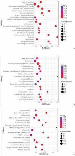 Figure 11. Pathway enrichment analyses of DEPs of each comparison group. A: 15A-VS-15P; B: 15A-VS-15 T; C: 15P-VS-15 T. The enrichment factor is the number of DEPs annotated to the pathway divided by all of the identified proteins annotated to the pathway. The higher the value, the higher the proportion of differentially expressed proteins annotated to this pathway. The dot size in the figure represented the number of DEPs annotated to this pathway.