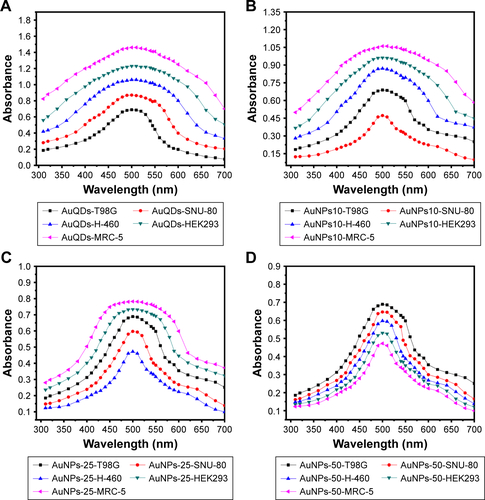 Figure S2 The absorption spectra of MVS-GNPs: quantum dots (<10 nm) (A) NPs (10–15 nm) (B), NPs (20–30 nm) (C), and NPs (45–50 nm) (D) with cancer (T98G, SNU-80, H-460) and non-cancerous (HEK293, MRC-5) cells.Abbreviations: MVS, multivariant-sized; GNP, gold nanoparticle; NP, nanoparticle.