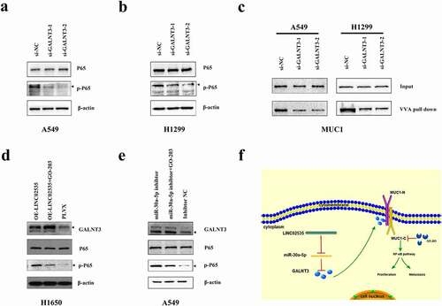 Figure 8. GALNT3 activates the NF-κB signaling pathway through glycosylation of MUC1. (a,b) Western blot detecting the effects of GALNT3 on the NF-κB signaling pathway. (c) Western blot detecting the effects of GALNT3 on the MUC1. (d) GO-203 was used based on the overexpression LINC02535. (e) GO-203 was used based on inhibition of miR-30a-5p. (f) Pattern diagram.