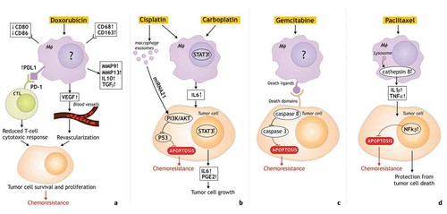 Figure 2. The mechanisms of macrophage-mediated resistance to chemotherapy.The pathways responsible for the tumor-promoting function of TAMs after chemotherapy and chemoresistance include the increased recruitment of immunosuppressive TAMs, the pro-tumor polarization, the reduced T-cell cytotoxic response, the activation of anti-apoptotic programs in malignant cells. a. TAMs which contribute to tumor resistance to doxorubicin have high expression of CD68, CD206, CD163, PD-L1, but low expression of CD80 and CD86. Moreover, TAMs release immunosuppressive cytokines (IL10 and TGFβ), factors which promote invasion (MMP9, MMP13), pro-angiogenic factor VEGF which cause revascularization. Increased expression of PDL1 in TAMs limits tumor response to chemotherapy by suppression the antitumor functions of cytotoxic T cells resulting in tumor cell survival and proliferation, and chemoresistance. b. TAM-mediated resistance to carboplatin is associated with STAT3 signaling and macrophage-produced IL6 promoting tumor cell growth. TAM exosomes are involved in cisplatin resistance via the activation of the PI3K/AKT signaling pathway in tumor cells. c. Chemoresistance to gemcitabine is mediated by decreasing the activation of caspase-3 and reducing the apoptosis in tumor cells. d. Cathepsin proteases (cathepsin B and S) secreted by TAMs mediate chemoprotection through NF-κβ activation, or indirectly through IL-6 expression and STAT3 activation. There are unknown mechanisms of chemotherapy influence on macrophages.