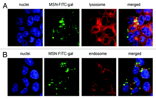 Figure 7. Confocal microscopy images after 6 h incubation of living HCT-116 colorectal cancer cells with FITC-galactose-modified PSiO2 nanoparticles ( = MSN-FITC-gal) at 37°C. Merged pictures of both section A and B indicated the co-localization (yellow) of FITC-nanoparticles (green) with lysosomal or endosomal markers, respectively. Reprinted with permission from reference Citation113.