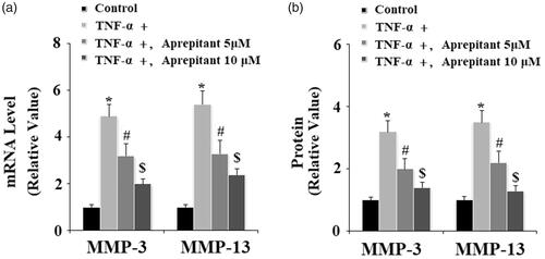 Figure 6. The neurokinin-1 receptor (NK-1R) antagonist aprepitant inhibits TNF-α (10 ng/ml)-induced expression of MMP-3 and MMP-13 in FLSs. FLSs were incubated with 10 ng/ml TNF-α in the presence or absence of aprepitant (5, 10 μM) for 24 h. (a). mRNA expression of MMP-3 and MMP-13 determined by real-time PCR; (b). Protein expression of MMP-3 and MMP-13 determined by ELISA (*, #, $, p < .01 vs. previous column group).