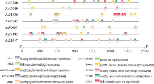 Figure 6. Cis-element analysis of the promoter regions of garlic genes.