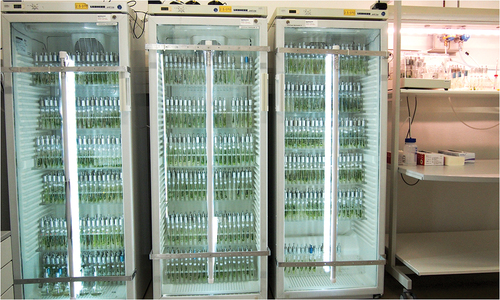 Figure 1. Stock cultures of CCCryo strains from cold locations are maintained in commercial fridges with glass doors for external irradiance at a temperature of 1–5°C. At the top right a small heated box for thermophilic cyanobacteria and red algae cultured at 35°C is visible, next to it are agar slants and culture flasks for isolates that prefer room temperature for growth.