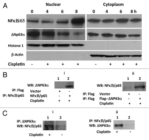 Figure 1 NFκB/p65 interacts with and regulates ΔNp63α in response to cisplatin. (A) Loss of ΔNp63α and nuclear accumulation of NFκB/p65 in JHU-022 cells in response to treatment with cisplatin. At the indicated time periods after treatment with cisplatin, JHU-022 cells were fractionated into nuclear and cytoplasmic fractions and analyzed by immunobloting with the indicated antibodies. (B) Complex formation between ΔNp63α with NFκB/p65. (i) JHU-022 cells were transfected with NFκB/p65 or empty Flag-vector and treated with cisplatin or vehicle as indicated. Whole cell lysates were immunoprecipitated with either anti-flag or anti-NFκB/p65 matrix, as indicated, and subjected to western blot analysis using anti-p63 antibody, as indicated. (ii) JHU-022 cells were transfected with Flag-ΔNp63α or empty Flag-vector and treated with cisplatin or vehicle as indicated. Immunoprecipitation was performed using anti-flag matrix and the membrane was blotted with NFκB/p65 antibody, as indicated. (C) Immunoprecipitates of JHU-022 cell lysates using either anti-p63 (i) or anti-NFκB/p65 (ii) antibody were subjected to immunoblot analysis using either anti-NFκB/p65 or anti-p63 antibody, as indicated.