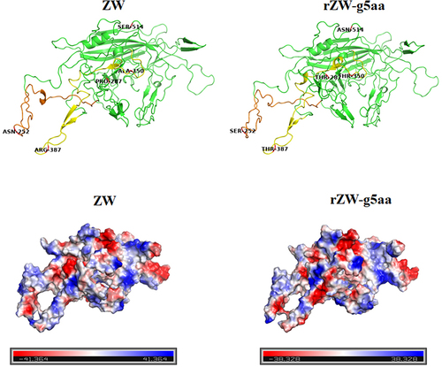 Figure 7. Three-dimensional structures and vacuum electrostatics of VP3 are presented. (a) Stereo diagrams illustrate the tertiary structures of VP3 proteins from strain ZW and the mutant virus rZW-g5aa. The mutated residues 252, 350, and 387, likely exposed on the exterior surface of the capsid, are located in two discontinuous peptide chains, which were highlighted in orange and yellow, respectively. (b) Electrostatic surfaces of VP3 proteins from strain ZW and rZW-g5aa demonstrate negative and positive charges represented in blue and red, respectively.