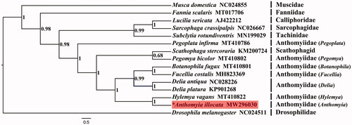 Figure 1. BI phylogenetic tree of 15 species which consists of eight Anthomyiidae species and seven outgroups. *Species documented in this study.