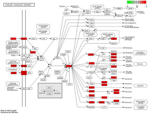 Figure 4 The PI3K-Akt signaling pathway regulated by EZP.