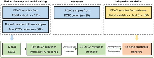 Figure 1. Flow chart of the study. Abbreviations: PDAC = pancreatic ductal adenocarcinoma, DEGs = differentially expressed genes.