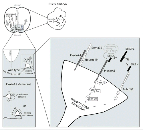 Figure 1. The figure illustrates a model of axonal midline crossing at the ventral floor plate of the neural tube. After axons have crossed the midline, recrossing is prevented by the combined action of Slit2C and PlexinA1. In PlexinA1−/− mutants, growth cones are either unable to cross the midline or re-cross it. Signaling of Slit2C via PlexinA1 after midline crossing is illustrated in the right-most panel. Abbreviations: P (phosphorylation site), GTP (guanosine triphosphate), ERK 1/2 (extracellular-signal-regulated kinase 1 and 2), Y1815 (Tyrosine residue in position 1815 in the amino acid sequence).