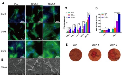 Figure 5 Biocompatibility and osteoinductivity of zein/ZPAA-1/ZPAA-2 membranes in vitro. (A) Fluorescence microscopy images of the morphology of rBMSCs on zein, ZPAA-1, and ZPAA-2 membranes after culturing for 1, 3, and 5 days. Green indicates the nucleus and blue indicates F-actin. (B) SEM images of rBMSCs on zein, ZPAA-1, and ZPAA-2 membranes under a magnification of 3000×, after culturing for 7 days. (C) Cell Counting Kit-8 (CCK-8_ assay of rBMSCs viability on zein, ZPAA-1, and ZPAA-2 membranes after culturing for 1, 3, 5, 7 and 14 days (n = 3). (D) The relative ALP activities of cells cultured on the membranes (n = 3). (E) Alizarin red S staining of cells cultured on the membrane (scale bar = 10 μm). ns > 0.5; *p < 0.05, **p < 0.01, ***P < 0.001.