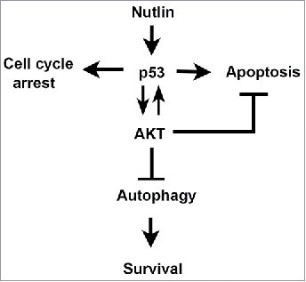 Figure 7. Model for how IGF-1R/AKT activation affects apoptosis sensitivity in response to Nutlin. P53 induced by Nutlin promotes AKT activation dependent on IGF-1R. IGF-1R/AKT activation also promotes the accumulation of p53. Activated AKT can reduce apoptosis and promote survival by regulating the activity of pro- and anti-apoptotic factors that localize to the mitochondria, such as bcl-2, bax, and bim. AKT also inhibits autophagy, which can promote survival.