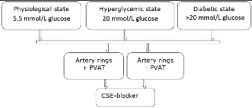 Figure 1. Experimental protocol.