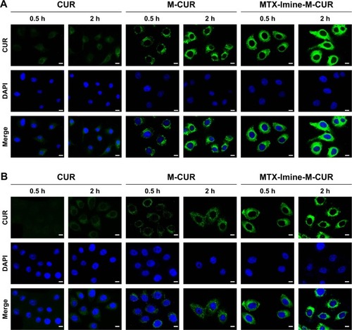 Figure 3 CLSM images of folate receptor-overexpressing (A) HeLa and (B) MCF-7 cells incubated with free CUR, M-CUR, and MTX-Imine-M-CUR for 0.5 and 2 h.Notes: DAPI (false-color blue) was used to identify the nucleus. Scale bars are 15 µm.Abbreviations: CLSM, confocal laser scanning microscopy; CUR, curcumin; DAPI, 4′,6-diamidino-2-phenylindole dihydrochloride; DSPE-PEG, 1,2-distearoyl-sn-glycero-3-phosphoethanolamine-N-[(polyethylene glycol)-2000]; M-CUR, MTX unconjugated DSPE-PEG assembling micellar nanoparticles loaded with CUR; MTX, methotrexate.