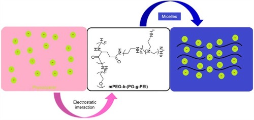 Scheme 1 The structure of phycocyanin/PEG-b-(PG-g-PEI).Abbreviations: mPEG-NH2, methoxy poly(ethylene glycol) amine; PEG-b-(PG-g-PEI), poly(ethylene glycol)-b-(poly(l-glutamic acid)-g-polyethylenimine).