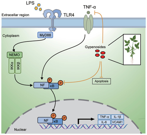 Figure 10 Schematic drawing to illustrate the inhibitory effect of GPs on NF-κB and TNF-α signal pathway and inhibitory of apoptosis of endothelial and epithelial cells. GPs could inhibit the phosphorylation of NF-κB, strain the nuclear translocation of NF-κB, thus inhibiting the release of cytokines, such as TNF-α, IL-1β, IL-6 and VCAM1. GPs also help to inhibit the apoptosis of endothelial and epithelial cells induced by LPS challenge, which may play a significant role in the repairment of ALI.