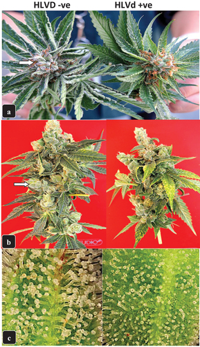 Fig. 7 The impact of Hop latent viroid infection on development of trichomes on inflorescence leaves and bracts. a) genotype ‘chocolate fondue’ shows a silvery appearance on the inflorescence leaves and bracts (arrow) on a healthy plant (left) reflecting the normal development of trichome glands compared to an HLVd-infected plant (right) in which trichome development is considerably reduced. (b) same as (a) but on genotype ‘Headband’ in which trichome development on the bracts of a healthy inflorescence (left) is much greater than on an infected inflorescence (right). (c) magnified view of an inflorescence bract of genotype ‘Mac-1’ under a dissecting microscope (50×) showing the healthy trichomes with long stalks and fully developed trichome heads (left) compared to the much reduced trichome stalks and smaller heads on a bract from an HLVd-infected plant (right).