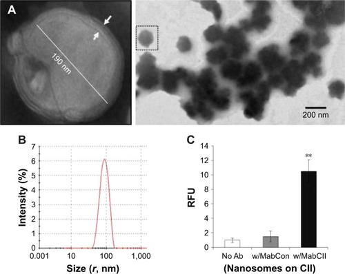 Figure 2 Characterization of targeted nanosomes.Notes: (A) TEM images of nanosomes. Nanosome size and shape were confirmed by TEM. The nanosomes were multilamellar structures with 1–3 layers. After coupling to antibody, the shape and size of the liposomes remain constant. Arrows indicate the lipid bilayer. (B) Size distribution measured using DLS. Nanosomes are uniform in size with average radius of 100 nm. (C) CII ELISA of three different treatment groups (No Ab: nanosomes without antibodies, w/MabCon: nanosomes labeled with monoclonal mouse IgG, and w/MabCII: nanosomes labeled with anti-type II collagen antibodies). MabCII nanosomes showed significant binding to CII. **P<0.01.Abbreviations: CII, type II collagen; DLS, dynamic light scattering; IgG, immunoglobulin G; MabCII, monoclonal anti-type II collagen antibodies; RFU, relative fluorescence units; TEM, transmission electron microscopy.