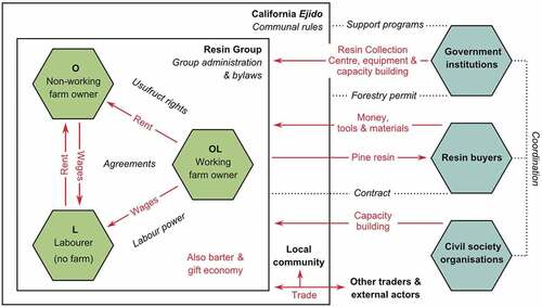 Figure 5. Allocation-appropriation of tangible benefits derived from pine resin. Goods and products flow (arrows) among resin farmers (green hexagons) and the community, local institutions like the Resin Group and the Ejido in which they are embedded, and external actors-institutions (blue hexagons). Diverse rules and interactions (in italics) among social actors mediate the access and distribution of benefits, notably agreements between different types of resin farmers