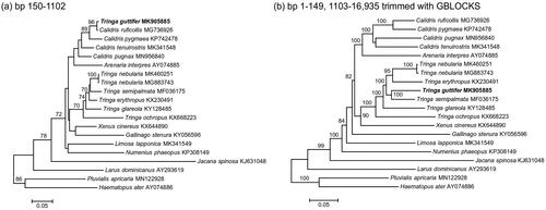 Figure 1. ML phylogenies of shorebirds (Charadriiformes) based on (a) positions 150–1102 (953 bp) of the mitogenome, (b) mitogenomes excluding positions 150–1102 and trimmed with GBLOCKS (14,346 bp). Numbers along branches represent bootstrap support values (>70%) based on 1000 pseudoreplications. Note the different position of T. guttifer in the two gene trees.