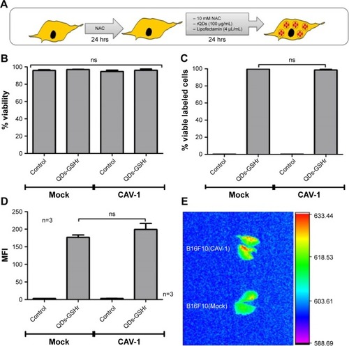 Figure 8 Proof-of-concept experiment to evaluate the effect of CAV1 expression in labeled B16F10 cells following injection into C57BL/6 mice.Notes: B16F10(Mock) and B16F10(CAV-1) cells were labeled with rQDs-GSH and used in this proof-of-concept experiment. (A) Schematic summarizing the labeling assays of B16F10(Mock) or B16F10(CAV-1) cells used in proof of concept. (B) Total viability of B16F10(Mock) and B16F10(CAV-1) cells after labeling with rQDs-GSH. (C) Viability rQDs-GSH-labeled B16F10(Mock) and B16F10(CAV-1) cells. (D) MFI of viable rQDs-GSH-labeled B16F10(Mock) and B16F10(CAV-1) cells. (E) In vivo imaging of lungs collected from C57BL/6 mice 6 hours post-injection with viable rQDs-GSH-labeled B16F10(Mock) and B16F10(CAV-1) cells. Results were averaged from three independent experiments (n=3). Data were analyzed using the nonparametric Mann–Whitney test. Treated cells that did not show statistically significant differences are indicated. Note that the data shown were obtained in a double-blind study.Abbreviations: CAV-1, Caveolin-1; GSH, glutathione; MFI, mean fluorescence intensity; QDs, quantum dots; rQDs-GSH, red QDs-GSH.