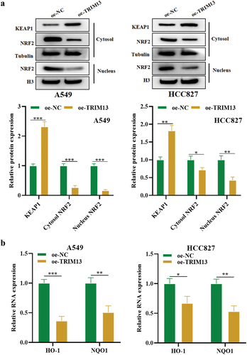 Figure 6. TRIM13 regulates the Keap1/Nrf2 pathway in LUAD cells.