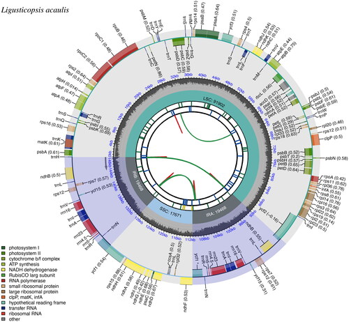 Figure 2. Genomic map of the L. acaulis chloroplast genome generated by CPGView. Genes outside the circle are transcribed in a counterclockwise direction and those inside in a clockwise direction. LSC: large single-copy; SSC: small single-copy; IR: inverted repeat. The inner circle’s dashed region represents the GC content of the chloroplast genome of L. acaulis. Genes belonging to different functional groups are represented using different colors.