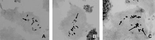 Figure 3 Various chromosome configurations in metaphase I of meiosis in induced tetraploids of P. grandiflorus. (A) Arrow showing quadrivalent; (B) arrow showing trivalent; (C) arrows showing univalent and trivalent.