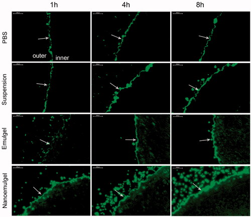 Figure 6. Fluorescence microscopy of mice skin applied with different FITC formulations. Arrows indicate the stratum corneum of the skin.