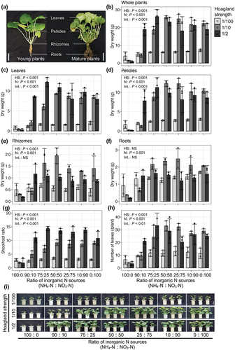 Figure 1. Effects of nutrient strength and inorganic nitrogen (N) sources on growth of young wasabi plants.