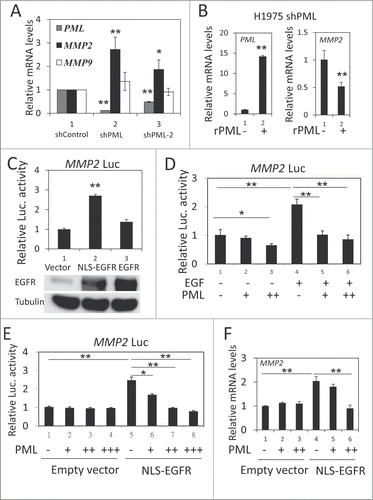Figure 2. PML repressed nEGFR-induced MMP2 expression. (A) RT-qPCR was performed to determine the relative mRNA expression of PML, MMP2 and MMP9 in H1975-shControl, H1975-shPML and H1975-shPML-2 cells as described in the Materials and Methods. (B) H1975 shPML cells with or without overexpression of shRNA-resistant PML (rPML) were analyzed by RT-qPCR to determine the relative mRNA expression of PML and MMP2. (C) 293T cells transfected with pMMP2 Luc and 100 ng of pCMV-EGFR NLS or pCMV-EGFR were analyzed using the luciferase reporter gene assay as described in the Materials and Methods. (D) A549 cells were transfected with pMMP2 Luc and increasing amounts of the pHA-PML expression plasmid. Twenty-four hours after transfection, the cells were treated with or without 50 ng/ml EGF for 18 h and then subjected to a luciferase reporter gene assay. (E) 293T cells were transfected with pMMP2 Luc, 100 ng of pCMV-EGFR NLS or empty vector and increasing amounts of PML expression plasmid as indicated. The cells were subjected to a luciferase reporter gene assay 48 h after transfection. (F) 293T cells were transfected in 6-well plate with 1 μg of pCMV-EGFR NLS or empty vector, and increasing amounts of pHA-PML as indicated. Forty-eight hours after transfection, the cells were analyzed by RT-qPCR to detect MMP2 mRNA expression.