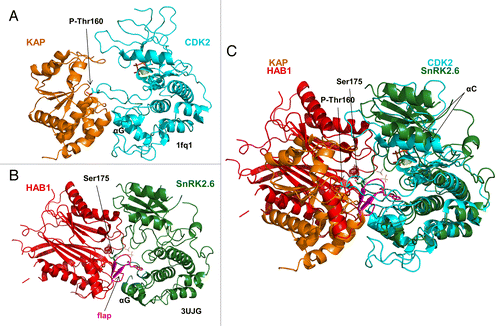 Figure 6. The SnRK2.6–HAB1 and CDK2–KAP kinase–phosphatase complexes share similar binding characteristics. (A) Cartoon structure of the CDK2–KAP complex (PDB code: 1fq1). KAP is colored brown and CDK2 blue. Mg2+ and the ATP analog AMP-PNP are shown in dot and stick presentation, respectively, in the catalytic cleft of CDK2. P-Thr160 in the CDK2 activation loop is shown in stick presentation. (B) Cartoon structure of the SnRK2.6–HAB1 complex (PDB code: 3UJG). HAB1 is colored red, the HAB1 flap region magenta, and SnRK2.6 green. The catalytic Mg2+ ions in the HAB1 cleft are shown as dots and Ser175 in the SnRK2.6 activation loop in stick presentation. (C) Structural overlay of the CDK2–KAP and SnRK2.6–HAB1 complexes. The same color code is used as in (A) and (B).