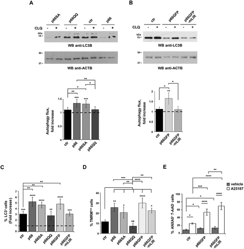 Figure 5. The pro-autophagic activity of p66SHC requires both the CYCS-binding site and the LIR motif. (A,B) Immunoblot analysis of LC3B in lysates of the ctr, p66, p66QQ and p66SA MEC transfectants (A) or of the MEC transfectants expressing GFP-tagged wild-type p66SHC (p66GFP) or the GFP-tagged p66SHCLIR mutant (p66GFP-mLIR) (B), untreated or treated with CLQ. ACTB was used as loading control. The histograms show the quantification of autophagy flux [Citation80] as the difference in LC3-II:ACTB between CLQ-treated and untreated cells (mean fold ± SD accumulation of LC3B-II in samples treated with CLQ compared to the vehicle control; vehicle control value = 1, dashed line; see also the Methods section) (n ≥ 3). The asterisks above each graph column indicate the statistical significance compared to the vehicle control. (C) Flow cytometric analysis of FITC-LC3 staining of the ctr, p66, p66SA, p66QQ transfectants, as well as of the transfectants expressing GFP-tagged wild-type p66SHC (p66GFP) or the GFP-tagged p66SHC LIR mutant (p66GFP-mLIR). Cells were either untreated or treated for 1 h with the commercial lysosome inhibitor ‘Autophagy Reagent A’ (CLQ) (n ≥ 3). The histogram shows the mean fold accumulation of LC3+ cells compared to the vehicle control (vehicle control value = 1, dashed line). (D) Flow cytometric analysis of the TMRM-loaded transfectants. The histogram shows the percentages of TMRMlow (depolarized) cells (n ≥ 3). (E) Flow cytometric analysis of ANXA5-7-AAD staining of the ctr cells and transfectants expressing GFP-tagged wild-type p66SHC (p66GFP) or the GFP-tagged p66SHC LIR mutant (p66GFP-mLIR). Cells were either untreated or treated for 40 min with 2 μg/ml A23187 (n ≥ 3). The histogram shows the percentages of ANXA5+ 7-AAD- cells. The data are expressed as mean± SD. ****P ≤ 0.0001; ***P ≤ 0.001; **P ≤ 0.01; *P ≤ 0.05 (one-way ANOVA).