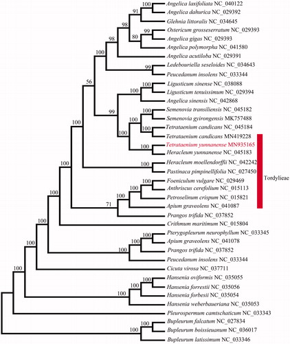 Figure 1. The best ML phylogeny recovered from 31 complete plastome sequences by RAxML. The number on each node indicates bootstrap support value.