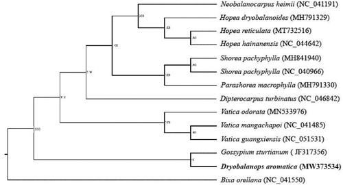 Figure 1. The phylogenetic tree of the D. aromatica and similar species was constructed based on 14 full chloroplast sequences.