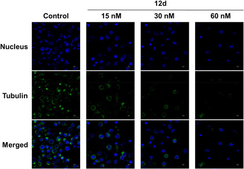 Figure 3. Compound 12d disrupted tubulin distribution of K562 cells in vitro at different concentrations, and the scale bar = 10 µm.