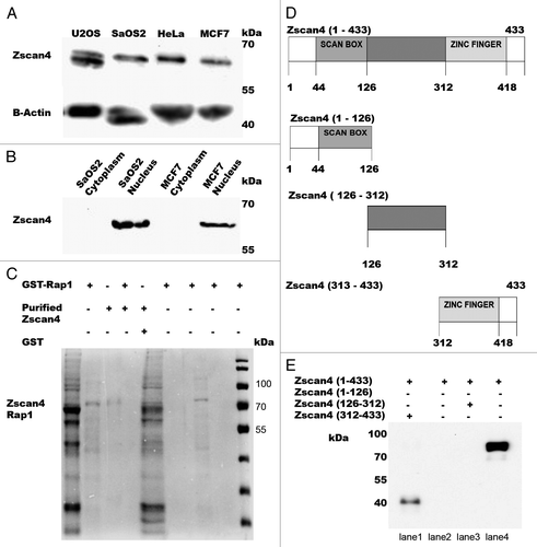 Figure 1. The expression levels of Zscan4 in the cancer cell lines analyzed and pulldown assay results between Rap1 and Zscan4. (A) Western results for total cell lysates in both telomerase positive and telomerase negative cancer cell lines using anti-Zscan4 antibody. (B) Zscan4 expression from nuclear and cytoplasmic fractions for SaOS2 and MCF7 cells. β-actin was used as the loading control. (C) The pulldown assay interaction between Rap1 and Zscan4 was analyzed by Coomassie detection (shown in lane 3). The GST negative control showed no signal with purified Zscan4 (lane 4). After GST-Rap1 was immobilized to the beads, eluents from the extensive washing (first and fifth wash) were loaded (shown in lanes 5 and 6). These results demonstrate that unbound GST-Rap1 was clearly removed. Weak signal and no signal were detected in the eluents from the first and fifth washings after purified Zscan4 was incubated with immobilized GST-Rap1 (shown in the lanes 7 and 8). This demonstrated that most of the purified Zscan4 was bound to GST-Rap1 and confirmed a direct interaction exists between Rap1 and Zscan4. GST-Rap1 and purified Zscan4 (shown in lanes 1 and 2) were used as positive controls. (D) Schematic representation of recombinant GST-fused Zscan4 truncations. To identify the minimal domain(s) responsible for the Zscan4-hRap1 interaction, full-length Zscan4 and Zscan4 fragments containing residues (1–126 N-terminal with SCAN BOX-Zscan4, 126–312 middle domain-Zscan4, and 312–433 Zscan4 with Zinc Fingers) were produced as a set of GST–Zscan4 plasmid constructs. (E) The pulldown assays were performed with full-length Zscan4/truncation of Zscan4 and Rap1. Captured proteins were analyzed by western with anti-Rap1 antibody. Signal was detected in the full-length of GST- Zscan4 (Zscan4 1–433) and GST-Zscan4 fragment containing residues 312–433 (Zscan4 312–433). N-terminal of Zscan4 (Zscan4 1–126) and middle domain of Zscan4 (126–312) were negative for signal. This data demonstrated that the C-terminal position of Zscan4 (312–433) was the specific binding site for Rap1.
