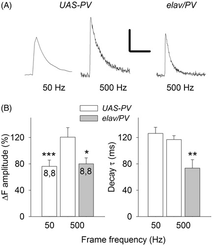 Figure 7. The effect of frame frequency on measurements of single-AP Ca2+ transients. (A) Single-AP Ca2+ transients measured at frame frequency rates of 50 and 500 Hz for a UAS-PV bouton and at 500 Hz for an elav/PV bouton. Calibration: 40% ΔF. 0.2 s, (B) Single-AP Ca2+ transient amplitudes and decay time constants were compared at 50 and 500 Hz frame frequencies for UAS-PV boutons and at 500 Hz for UAS-PV and elav/PV boutons. A paired t-test was used to compare 50 and 500 Hz measurements and a t-test was used to compare UAS-PV and elav/PV measurements at 500 Hz (significantly different from UAS-PV 500 Hz values *p < .05, **p < .01, ***p < .001).