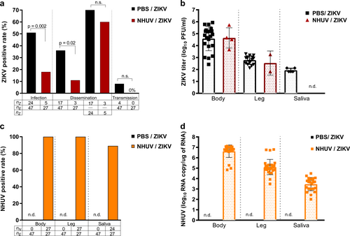 Fig. 4 Reduced ZIKV infection rates observed in Ae. aegypti previously inoculated with NHUV.2–4 day-old Ae. aegypti were IT inoculated with NHUV or PBS and per orally exposed to a ZIKV infectious blood meal at 6 days post IT inoculation. a Infection, dissemination, and transmission rates for ZIKV. Infection rates were determined as the number of ZIKV positive bodies (nZ) as a function of blood fed mosquitoes (ne). Dissemination rates were calculated as the number of ZIKV positive legs (nz) per exposed mosquitoes (ne) as well as the number of ZIKV positive legs from ZIKV positive bodies. Transmission rates were calculated as the percentage of ZIKV exposed mosquitoes (ne) that were also positive for virus in saliva (nz). b ZIKV titers for bodies, legs and salivary expectorants. c Percent of bodies, legs, and salivary expectorants positive for NHUV RNA. The percentage of ZIKV positive bodies determined as the number of NHUV RNA positive bodies (nN) as a function of inoculated mosquitoes (nE). The percent of infected legs was calculated as the number of NHUV RNA positive legs (nN) as a function of inoculated mosquitoes (nE). The percent of positive saliva expectorants was calculated as the number of NHUV-inoculated mosquitoes (nN) that were also positive for NHUV RNA in saliva (nE). Not detected (n.d.) d NHUV RNA copy number detected for bodies, legs, and salivary expectorants. Not detected (n.d.)