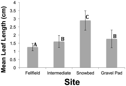 FIGURE 1. Mean leaf length (±1 s.d.) across the snowbank gradient from fellfield to snowbed, and in the adjacent gravel pad disturbed site for Dryas octopetala. A total of 1600 leaves were measured (4 sites × 10 transects/site × 4 plants/transect × 10 leaves/plant). Standard deviations around the mean are shown to illustrate the correlation between mean and variance. Means with the same letters are not significantly different according to the Tukey-Kramer HSD a posteriori test.