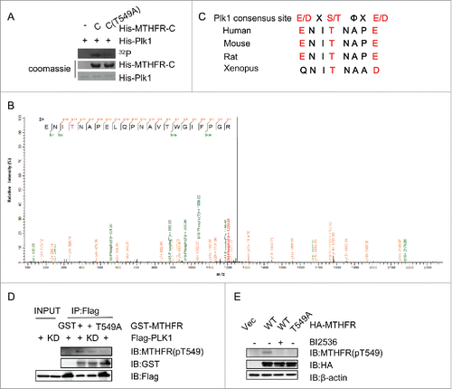 Figure 2. PLK1 phosphorylates MTHFR at T549. (A) An in vitro kinase (IVK) assay using recombinant PLK1 and MTHFR-C in kinase buffers containing 32P-ATP. Coomassie blue (CBB) staining showed input MTHFR- C proteins. (B) T549 of MTHFR is phosphorylated by PLK1 in vitro. From this collision-induced dissociation spectrum, a phosphorylated peptide ENI(pT)NAPELQPNAVTWGIFPGR of MTHFR was identified. “b” and “y” ion series represent fragment ions containing the N- and C-termini of the peptide, respectively. (C) A comparison of T549 and the PLK1 phosphorylation consensus motif. The residues in red fit the consensus motif. (D)An IP-kinase assay with the MTHFR pT549 antibody. HeLa cells were transfected with Flag-PLK1 WT or kinase dead (KD), and then the anti-Flag immunoprecipitates were incubated with recombinant GST-MTHFR-WT or T549A. (E) MTHFR is phosphorylated at T549 in vivo. HeLa cells were transfected with HA-MTHFR-WT or T549A, treated with BI2536 (a PLK1 inhibitor) or without, then the total lysates were subject to IB with indicated antibodies.