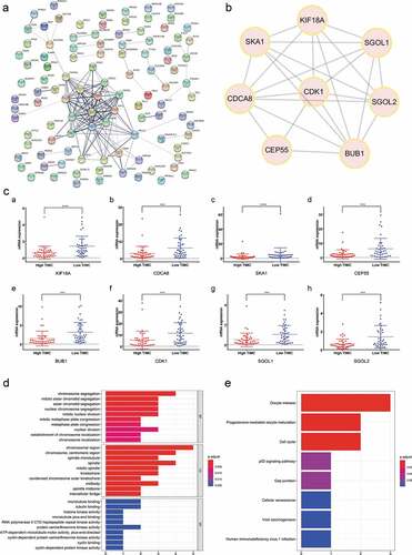 Figure 7. The most significant genes were screened and functional enrichment analysis indicated the hub genes were mainly enriched in chromosome segregation, etc. (a-b) The PPI network among all DEGs was constructed and hub genes of Cluster1 are KIF18A, CDCA8, SKA1, CEP55, BUB1, CDK1, SGOL1, SGOL2. (c) Expression of the hub genes decreased in the high TIMC group compared with the low TIMC group. (d-e) Functional enrichment analysis showed that the hub genes were mainly enriched in chromosome segregation, chromosome region, and cell cycle.