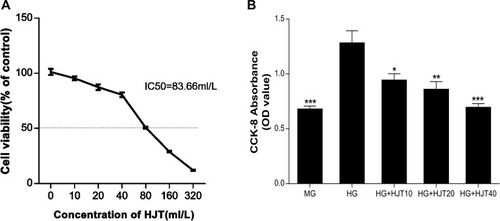 Figure 4 (A). Cell viability induced by different concentrations of HJT. (B). The antiproliferative effects of HJT in HG-induced VSMCs. Results were presented by mean±SD. *p<0.05, **p<0.01, ***p<0.001 all compared with HG group.