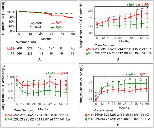 Figure 4. (A) Kaplan-Meier curve displayed the prognosis of the IgM-L and IgM-H cohorts (p = 0.02 [log-rank test]). The endpoint was defined as either a reduction of ≥50% in baseline eGFR or the development of ESRD. (B) Estimated marginal means and corresponding SEs of serum creatinine levels were estimated and compared between IgM-L and IgM-H cohorts within the follow-up period using GLMM. (C) Estimated marginal means and corresponding SEs of urine albumin/creatinine ratio levels were estimated and compared between IgM-L and IgM-H cohorts within the follow-up period using GLMM. (D) Estimated marginal means and corresponding SEs of serum albumin levels were estimated and compared between IgM-L and IgM-H cohorts within the follow-up period using GLMM.Statistical significance levels are indicated in the plot as ‘*’, which represents p < 0.05, and ‘**’, representing p < 0.01. The ANOVA results of the GLMM are presented in Table S7.IgM-H refers to IgAN patients whose IF intensity of IgM deposits exceeded 1+, while IgM-L represents IgAN patients whose IF intensity of IgM deposits was equal to 1+. Alb: serum albumin; S-Cr: serum creatinine; UACR: urine albumin/creatinine ratio.