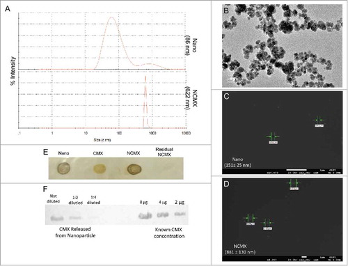 Figure 1. Construction and characterization of MnFe2O4 NPs coated with CMX. (A) DLS results of citrate-coated MnFe2O4 NPs (Nano, upper panel) and citrate-coated MnFe2O4 NPs incubated with CMX (NCMX, lower panel). (B) TEM images of citrate-coated MnFe2O4 NPs. Characterization of CMX protein corona formation of Nano (C) and NCMX (D). (E) NCMX samples were separated by lateral magnetic separation and utilized for the dot plot. The first dot represents only citrate-coated Nano; the second dot represents only CMX as a positive control; the third dot represents magnetically separated citrate-coated Nano covered with CMX (NCMX); and the last dot is the residual protein in the supernatant after the adsorption of CMX onto the NPs (residual CMX). (F) Quantification of CMX adsorbed onto the NPs. NCMX was incubated with 10% SDS and then centrifuged, and the supernatant left was used for western blotting and comparison with a known concentration of CMX.